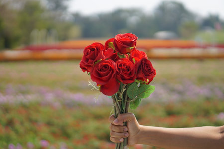 Red rose in female hand in valentine festival