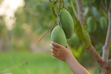 Farmer's hand picking mangoes in the gardenの写真素材