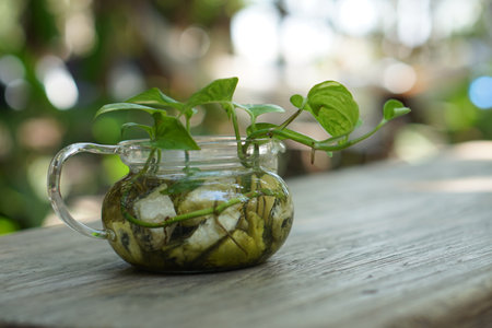 a pot of plants placed on a wooden tableの写真素材