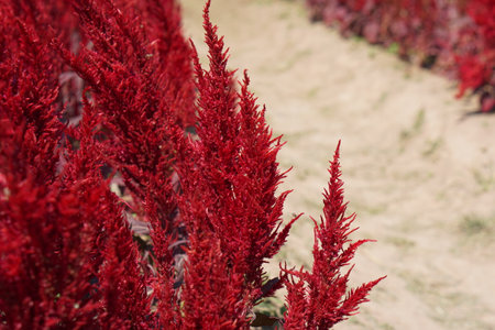The background of the flower plantation for tourists to visit and take pictures.の写真素材