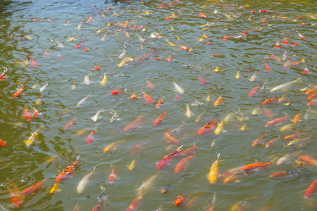 Colorful koi fish in the park pondの写真素材