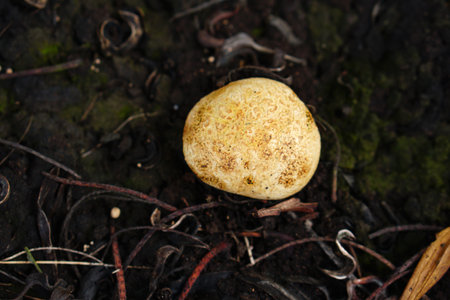 Poisonous mushrooms are rounded on the ground.