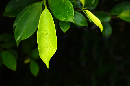 world environment day concept green leaf background