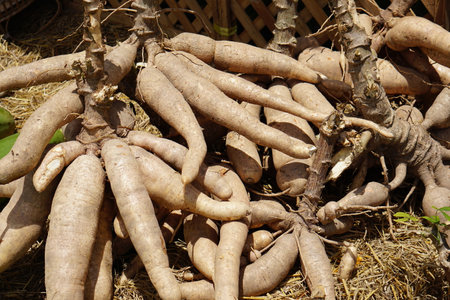 background cassava in the marketの写真素材
