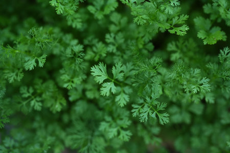 Coriander, non-toxic, grown for your own consumption.の写真素材