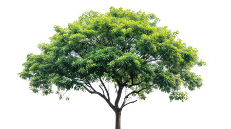 Isolated green tree on white background, Trees isolated on white background,の素材