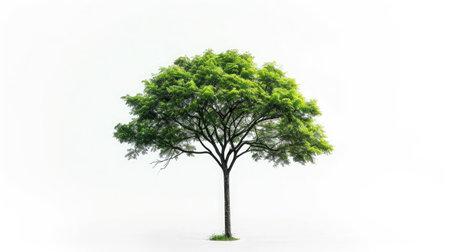 Isolated green tree on white background, Trees isolated on white background,の素材