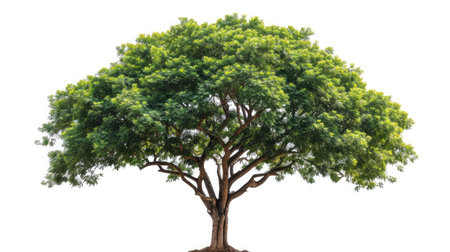 big tree isolate on white background --ar 16:9 --v 6 Job ID: 702bb382-bb8f-4786-b133-613d89d6c242の素材