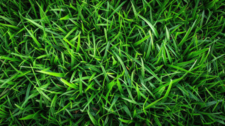 Green grass, natural outdoors. Grass textureの素材