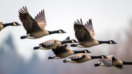 flock of Canadian geese flying in the sky.の素材