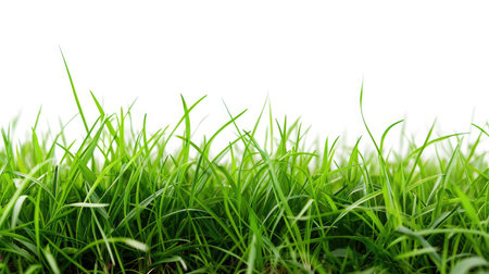 Isolated green grass on a white backgroundの素材