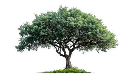 big tree isolate on white backgroundの素材