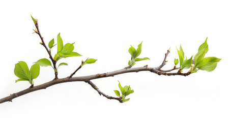 Twig with green leaves isolated on whiteの素材