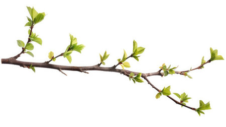 Twig with green leaves isolated on whiteの素材
