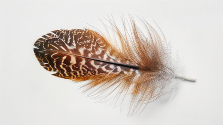 feather on white backgroundの素材