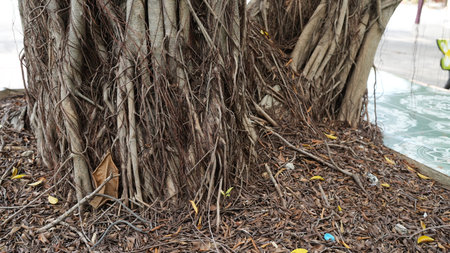 Close-up view of intricate roots and twisted bark of a large tree in an urban environment. The rich textures and organic details showcase nature's resilience amidst the concrete.の写真素材