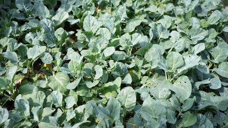 A vibrant field of green leafy vegetable plants thriving in natural sunlight. Perfect for illustrating organic farming, healthy living, and sustainable agriculture.の写真素材