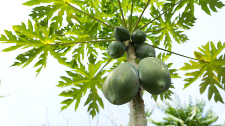 A close-up view of a papaya tree showcasing green fruits against a clear sky. This image highlights the vibrant foliage and the growth process in a tropical climate.の写真素材