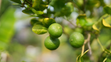 Delve into the vibrant life of fresh green limes hanging on a tree branch in a lush garden setting, showcasing nature's colorful bounty and healthy growth.の写真素材