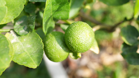 Close-up view of fresh green limes growing on a tree branch. Bright leaves surround the limes, showcasing the vibrancy of nature and healthy agriculture.の写真素材