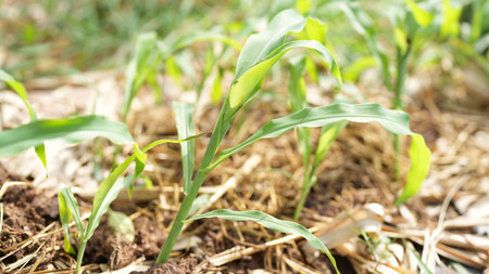 A close-up image of a healthy young corn plant emerging from fertile soil, showcasing vibrant green leaves and a rich agricultural environment.の写真素材