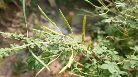 Close-up view of green pods and lush leaves on a plant, thriving in a natural outdoor setting, near a gentle water flow, showcasing vibrant vegetation.の写真素材