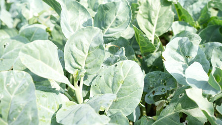 Close-up view of fresh organic green leafy vegetables thriving in a natural outdoor environment, showcasing vibrant foliage and healthy growth ideal for culinary uses.の写真素材