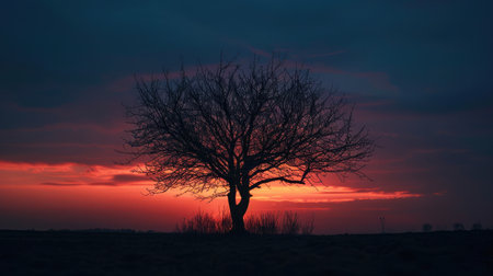 Silhouette of a tree with bare branches against a dramatic sunsetの素材