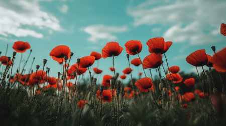 A stunning shot of a field of red poppies swaying in the wind, with vibrant red petals standing out against a soft blue skyの素材