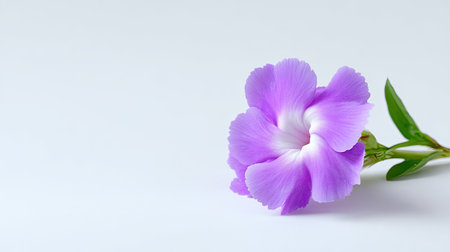 A stunning close-up of a delicate purple flower with soft petals, showcasing natural beauty against a clean white background. Perfect for nature themes.の素材