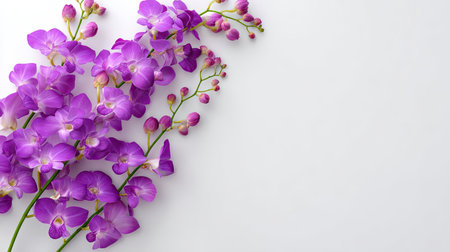 A stunning arrangement of purple orchid flowers on a clean white background, ideal for adding a touch of elegance to various design projects or decor purposes.の素材