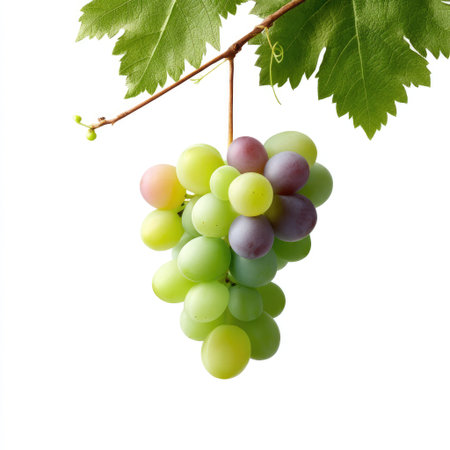 A visually appealing bunch of fresh grapes in various hues on a lush vine, embodying health and vitality. Ideal for culinary use and fresh snacks.の素材