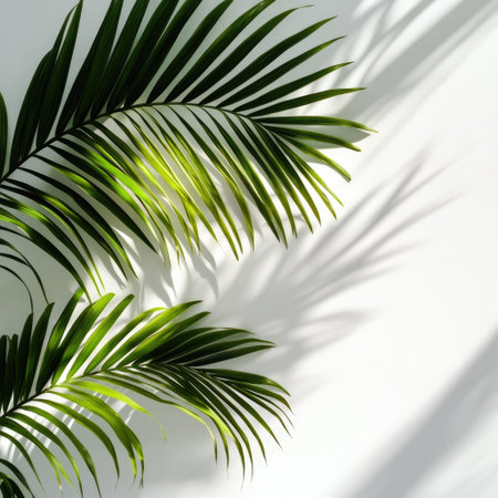 Palm tree leaves casting shadow on white background, minimalist styleの素材