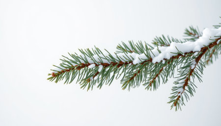 A beautiful close-up of a snow-covered pine branch showcasing fresh snow on a bright white background, perfect for winter-themed projects.の素材