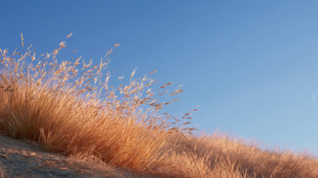 A tall dry grass swaying gently in breeze under clear blue sky creates serene and peaceful atmosphere. warm tones of grass contrast beautifully with skyの素材