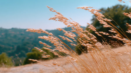 A golden grass sways gently in breeze, creating serene landscape under clear blue sky. warm sunlight enhances beauty of dry grass, evoking sense of tranquility and peaceの素材