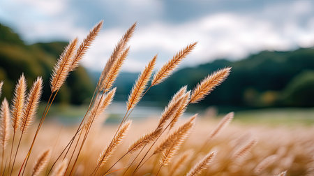 A golden grass sways gently in breeze, creating serene and tranquil atmosphere in lush meadow. soft focus background enhances beauty of nature simplicityの素材