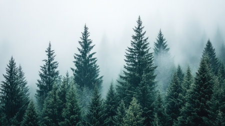 A captivating view of a misty forest filled with evergreen trees, creating a serene atmosphere. This tranquil landscape showcases nature's beauty and calmness.の素材