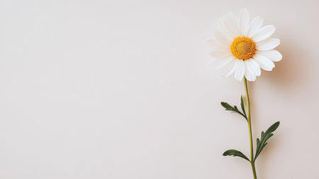 A stunning close-up of a single daisy flower with white petals and yellow center, elegantly placed against a soft neutral background, ideal for various design projects.の素材