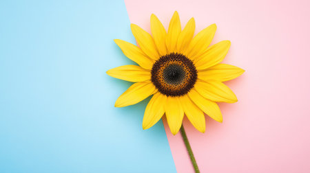 A stunning sunflower stands out against a soft blue and pink background, capturing the essence of nature's beauty. Perfect for artistic and creative projects.の素材