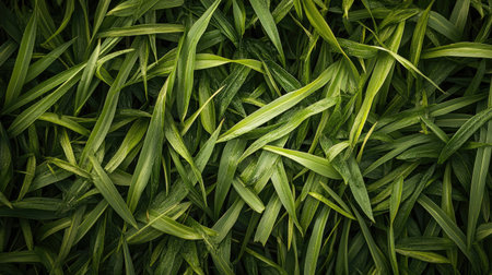 Explore a stunning background of lush green grass, showcasing intricate leaf patterns and a vibrant color palette that captures the essence of nature's beauty.の素材