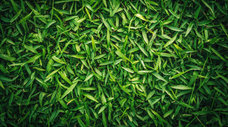This close-up image features a lush green grass texture bathed in natural light. It highlights the vibrant, fresh blades and organic growth, perfect for nature-themed projects.の素材