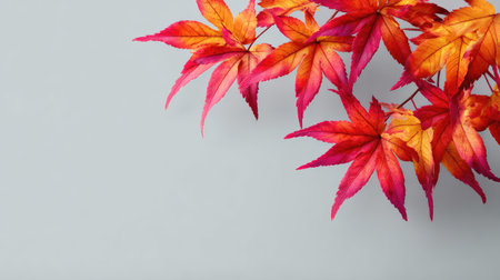 Vivid maple leaves in corner with large white background copy spaceの素材