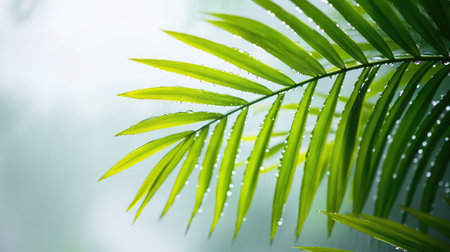 A stunning close-up of a palm leaf showcasing vibrant green hues and glistening water droplets, embodying the essence of nature's beauty and tranquility in a fresh atmosphere.の素材