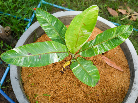A stunning top view of a potted plant featuring vibrant green leaves resting on brown mulch, offering a glimpse into a serene garden environment. Perfect for nature themes.の写真素材