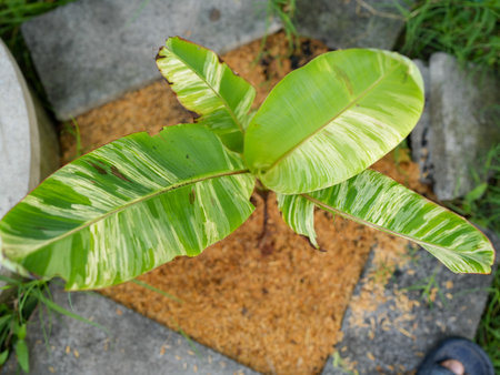 A vibrant banana plant showcases its striking green variegated leaves in a garden setting, highlighting the beauty of nature and the joy of gardening in open spaces.の写真素材