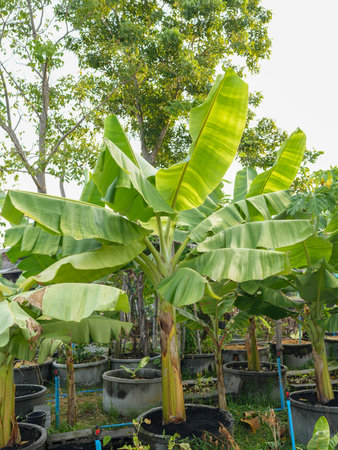 A scenic view of lush green banana trees growing in pots, surrounded by vibrant foliage under a clear sky, perfect for garden lovers and nature enthusiasts.の写真素材