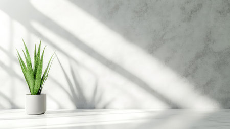 Sansevieria on clean white table with natural light, shadows on wall, and plenty of negative spaceの素材