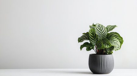 Calathea plant with striking leaf pattern on low table with white background and soft natural lightの素材