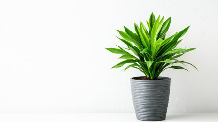 Dracaena plant with vibrant green leaves in decorative pot on white wall background, copy space to the sideの素材